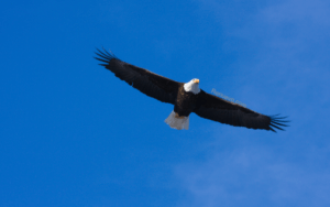 American Bald Eagle in Flight @ Coffee999