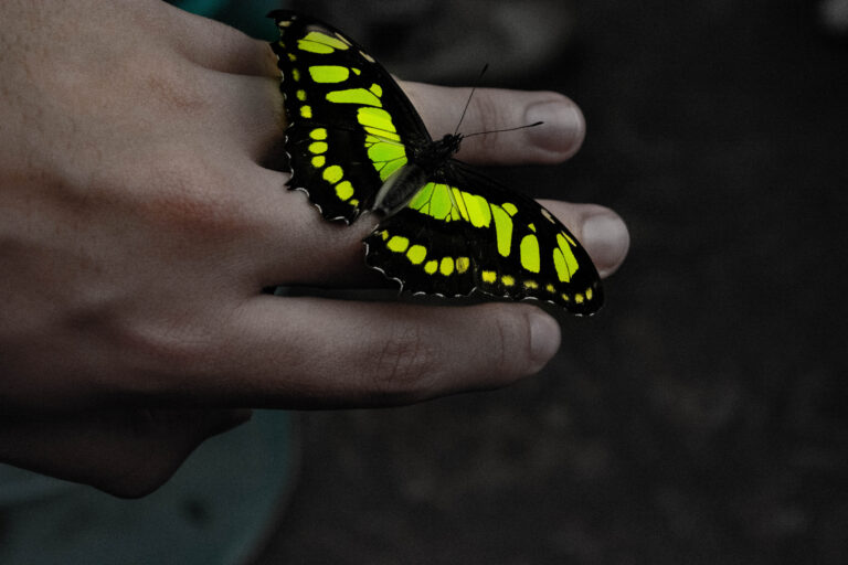 El Circo de la Mariposa: Inspiración que Transforma