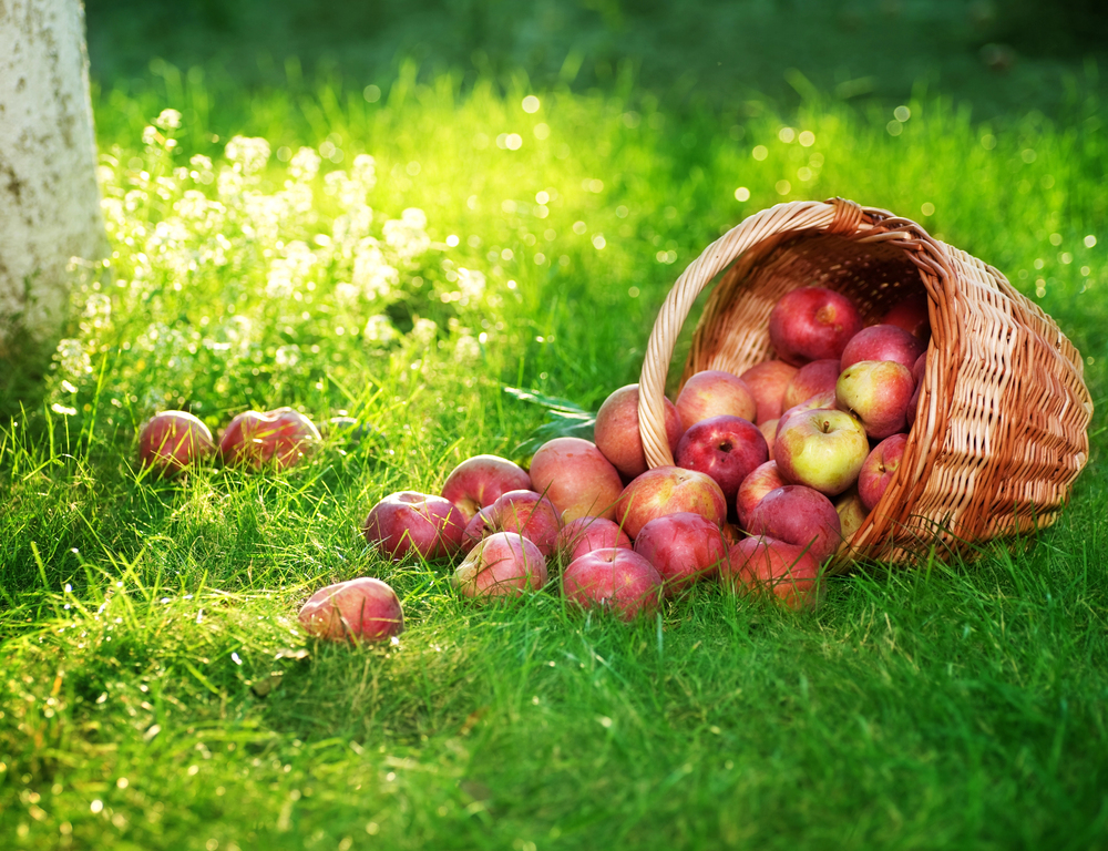 Depositphotos_10684630_S - Renuevo De Plenitud Basket tipped over on a sunlit green lawn with red and yellow apples spilling out of a wicker basket