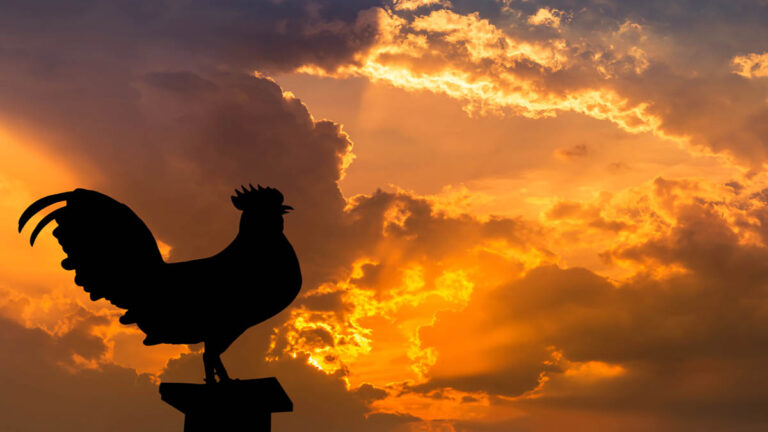 Cuando Callar es Sabio: La Lección del Gallo