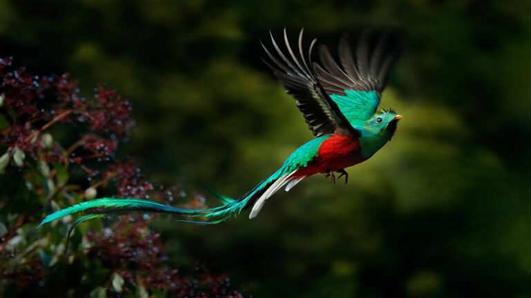 Depositphotos_139182998_S - RDP dev Vibrant turquoise bird in mid-flight with a red chest and long tail feathers, against a dark green background.