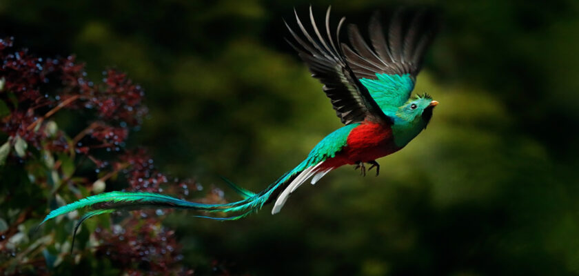 Vibrant turquoise bird in mid-flight with a red chest and long tail feathers, against a dark green background.