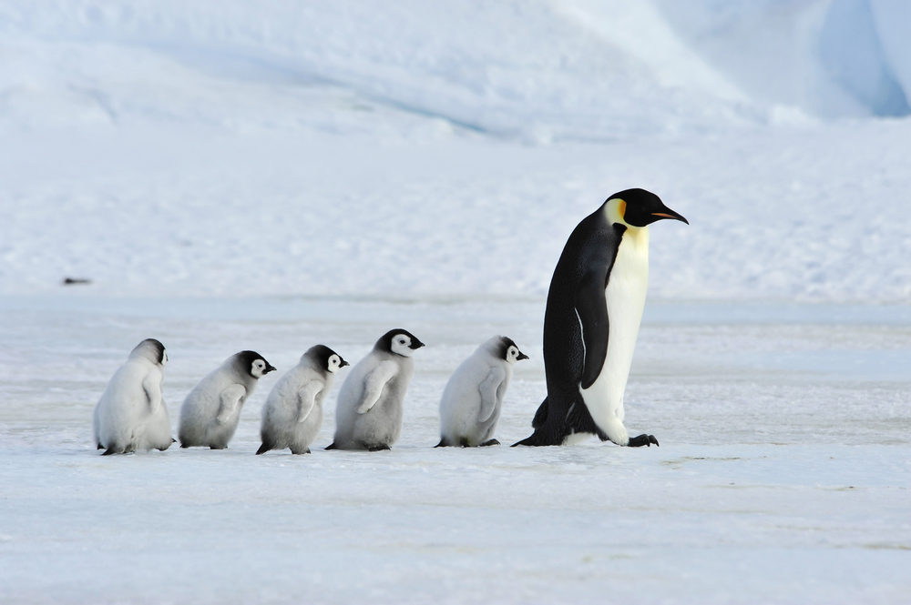 Adult emperor penguin leading five chick penguins across a frozen Antarctic landscape?