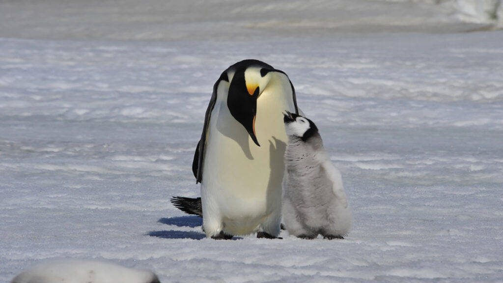 Adult penguin with chick on icy surface, touching beaks in a gentle greeting.
