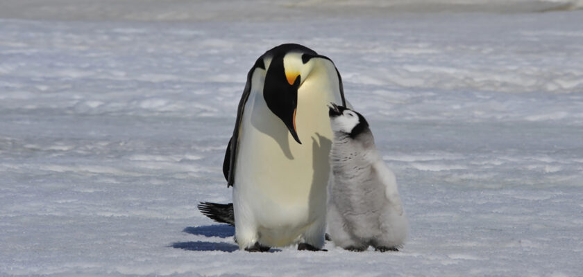 Adult penguin with chick on icy surface, touching beaks in a gentle greeting.