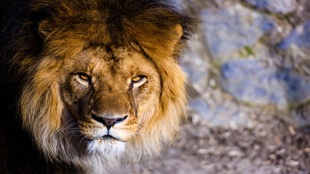 Close-up portrait of a male lion with a thick mane, gazing forward with amber eyes.