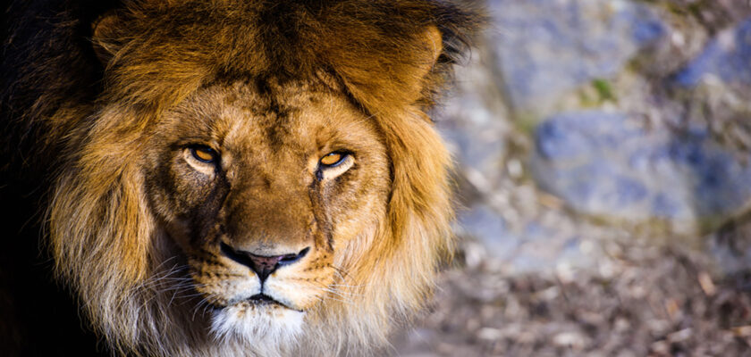 Close-up portrait of a male lion with a thick mane, gazing forward with amber eyes.
