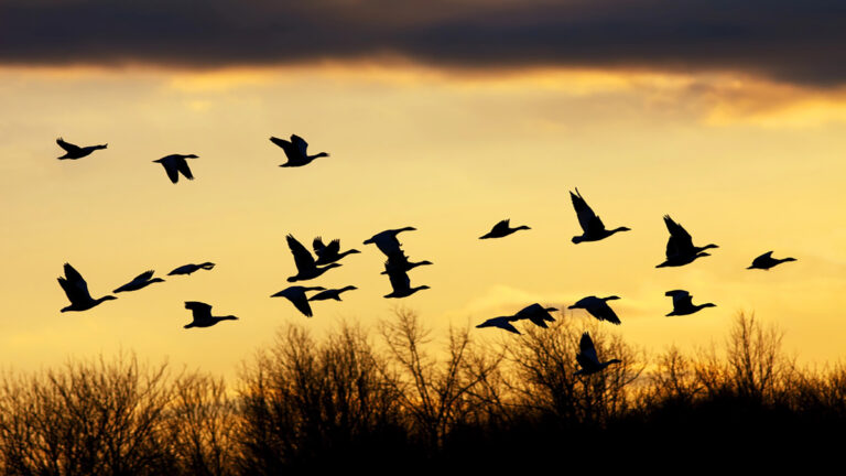 Lecciones del vuelo de los gansos