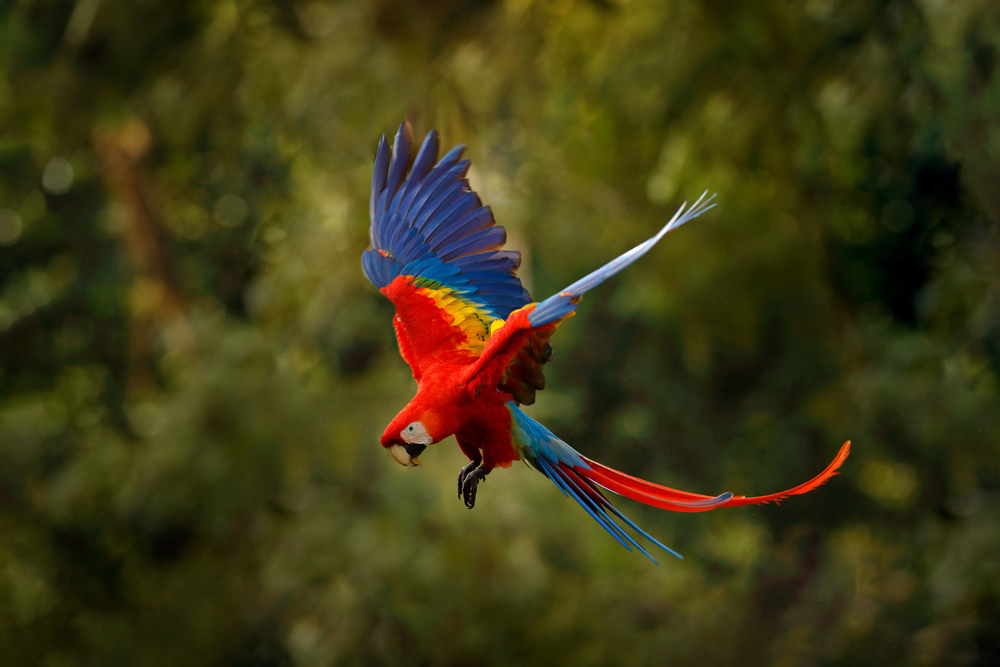 Depositphotos_375887078_S - Renuevo De Plenitud Scarlet macaw in flight with a red body, blue wings, and a long crimson tail against a blurred green background.