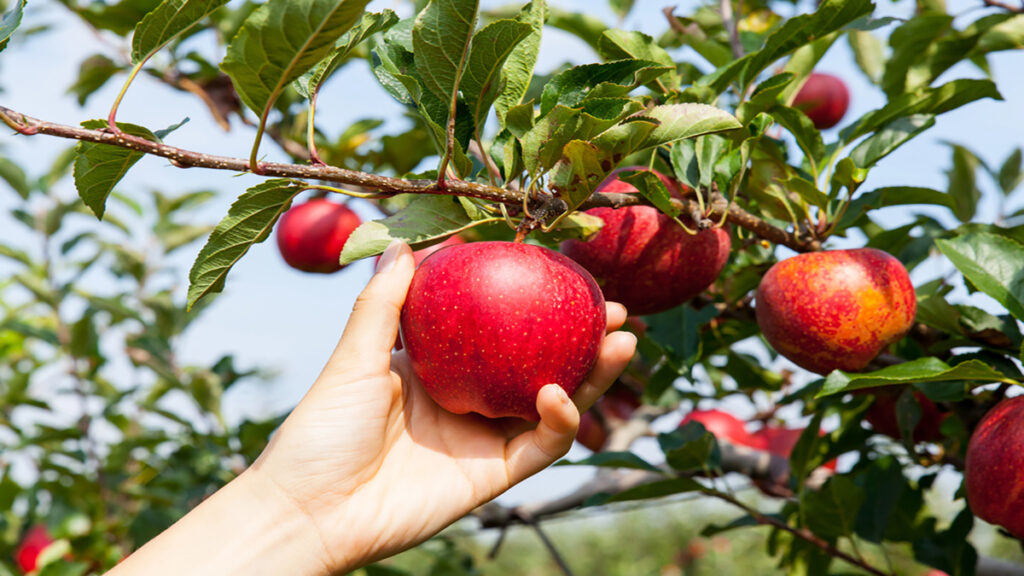 A hand picking a ripe red apple from an apple tree in bright sunlight.