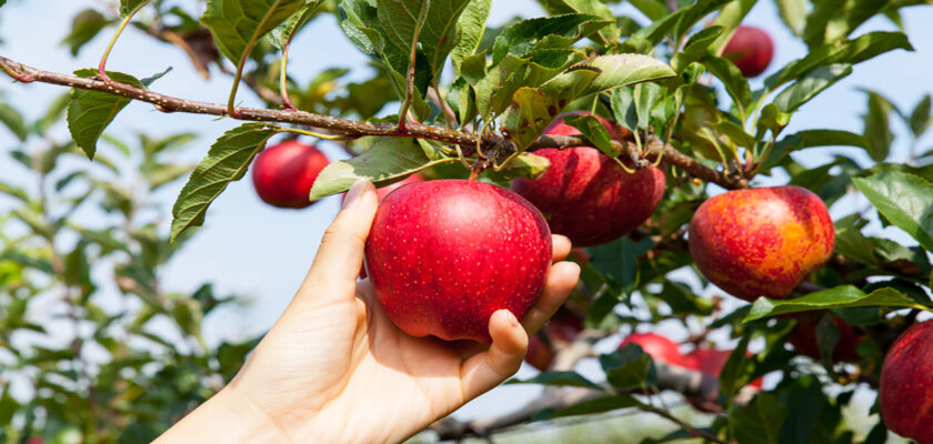 A hand picking a ripe red apple from an apple tree in bright sunlight.