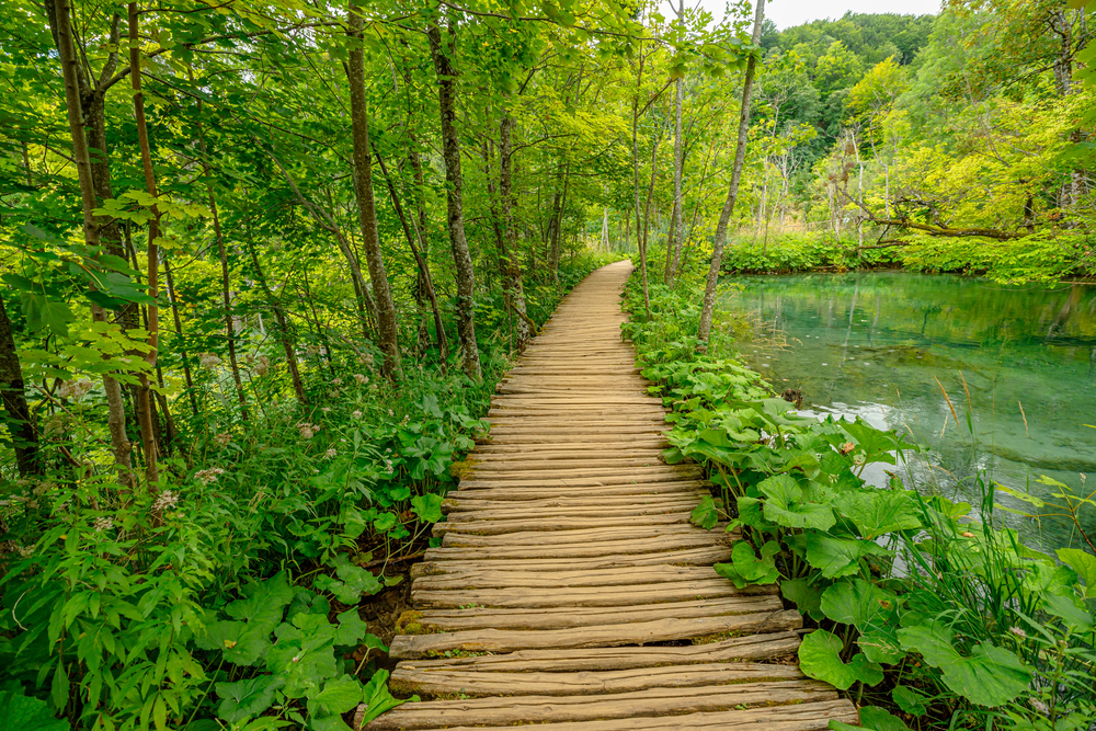Wooden boardwalk winding through a dense green forest beside a clear turquoise lake.