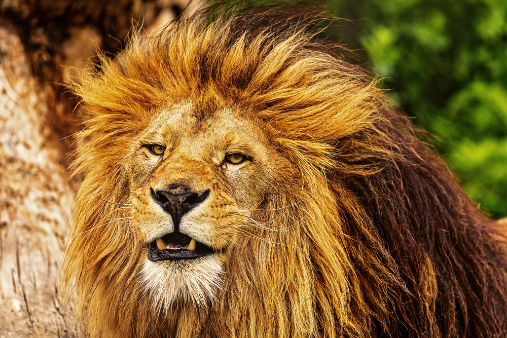 Close-up of a majestic male lion with a thick golden mane against a green background.