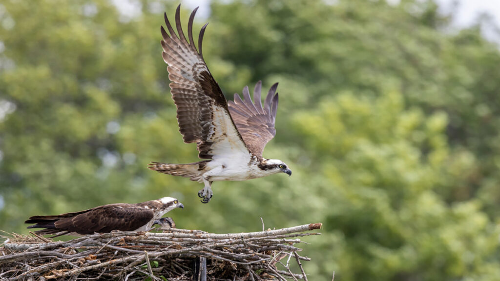 Two ospreys on a nest: one taking off with wings spread, the other perched nearby against a leafy background.