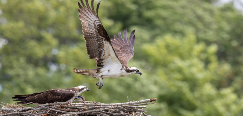Two ospreys on a nest: one taking off with wings spread, the other perched nearby against a leafy background.