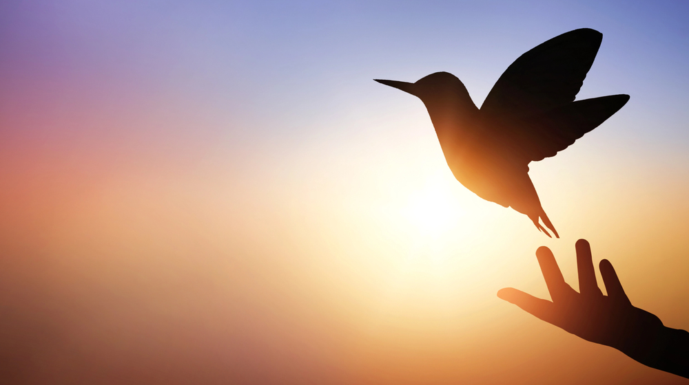 Silhouette of a bird taking flight from an outstretched hand against a warm sunset sky