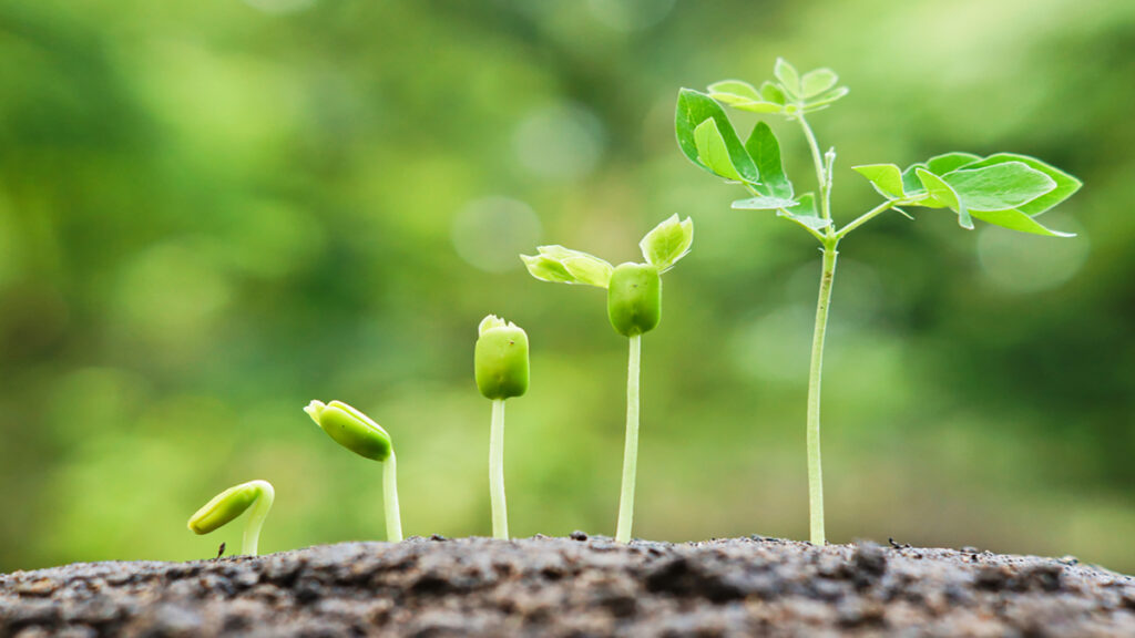 Tiny green sprouts emerge from soil, with a few small leaves against a soft green background for context of growth.