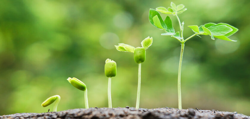 Tiny green sprouts emerge from soil, with a few small leaves against a soft green background for context of growth.