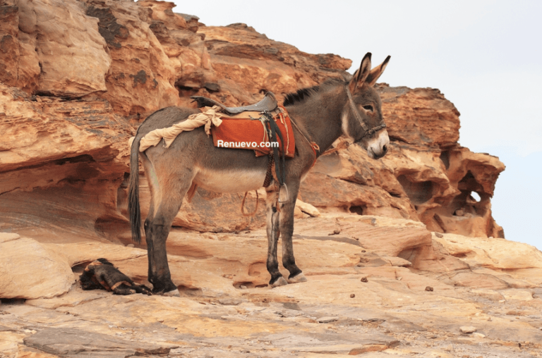 Reflexiones – El Burro