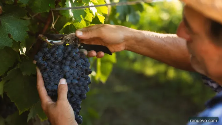 Hoy… Quiero Llevar Mucho Fruto